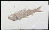 Large, Knightia Fossil Fish - Wyoming #40496-1